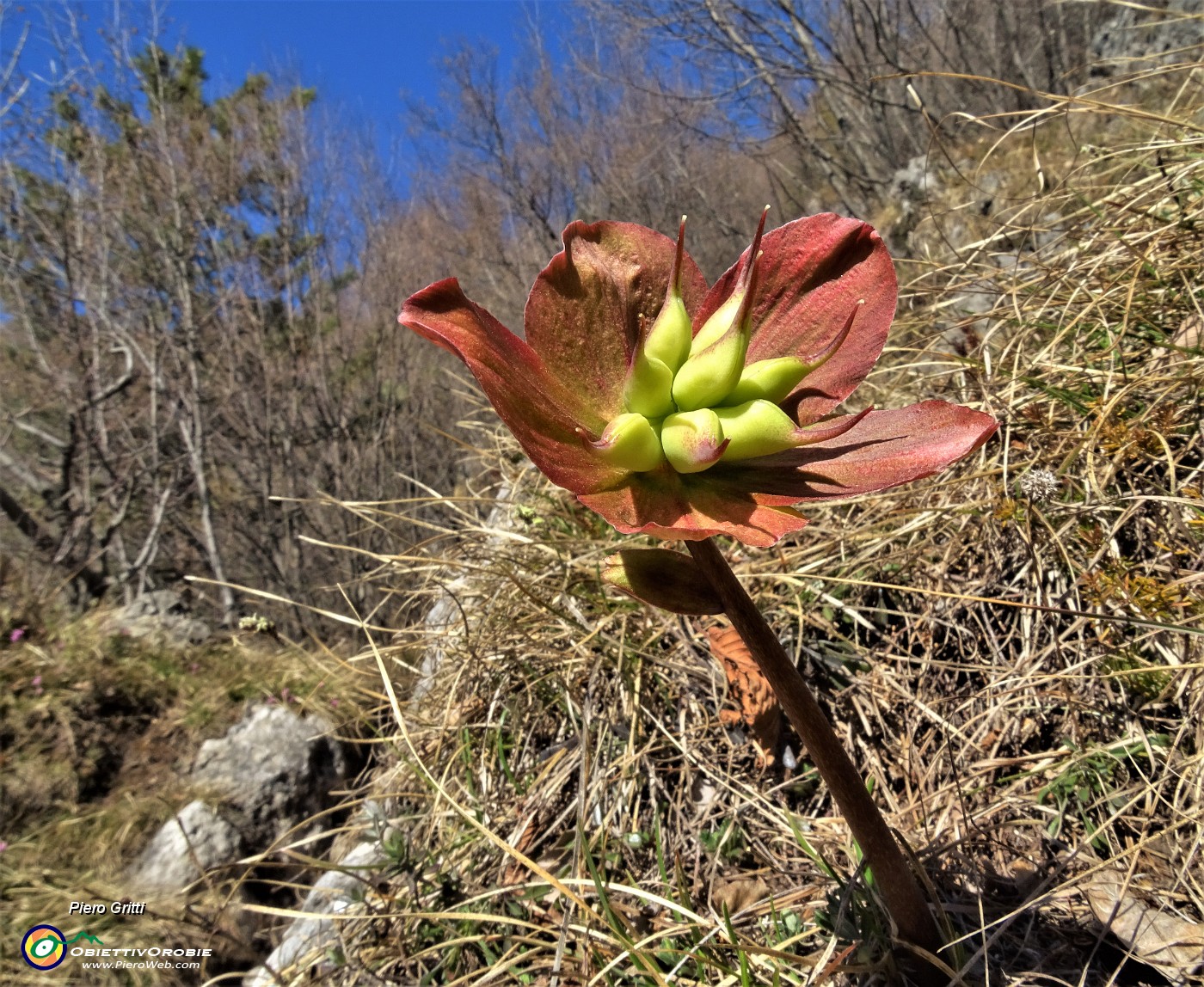 29  Elleboro fecondato, colorato di rosso (Helleborus niger).JPG